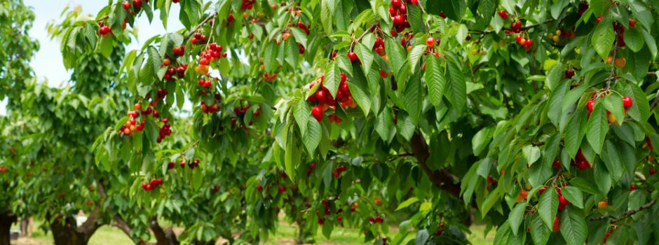 Obstdiebe ernten 70 Kirschbäume ab und beschädigen Triebe