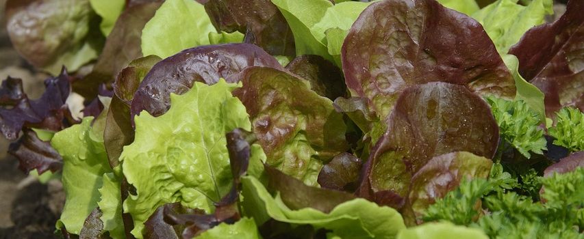 Ab dieser Woche Schnittsalat und Spargel erhältlich