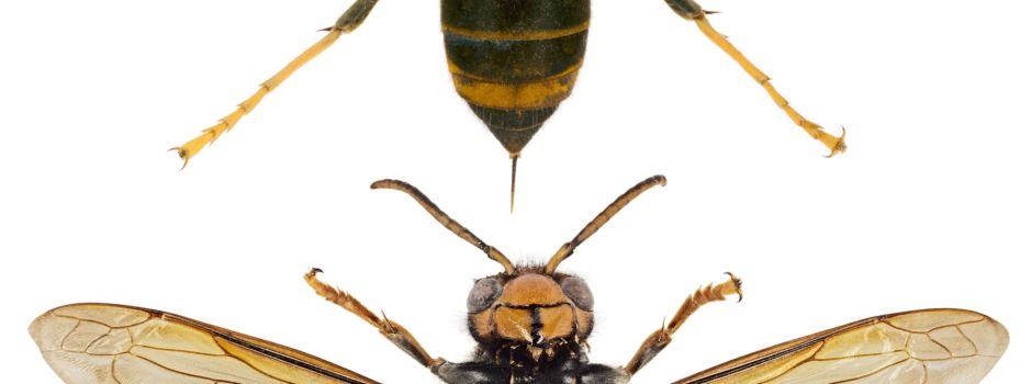 Stadt bittet Wormser um Hilfe beim Kampf gegen Asiatische Hornissen