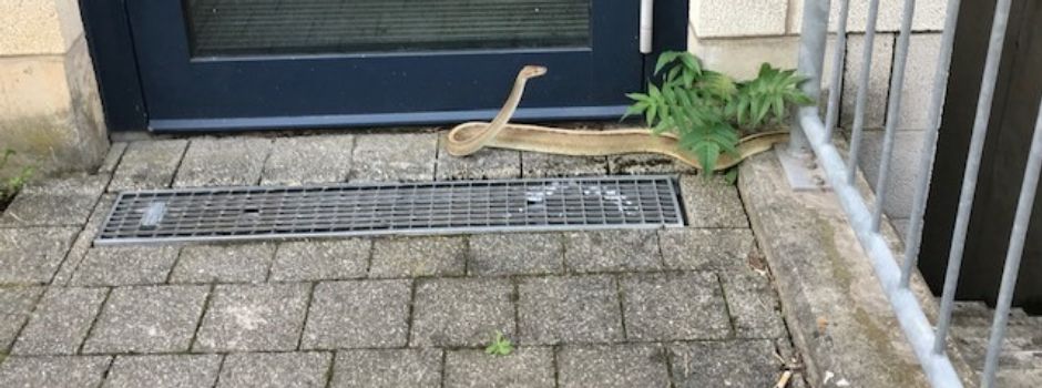 Polizeieinsatz wegen Königspython in Mainz