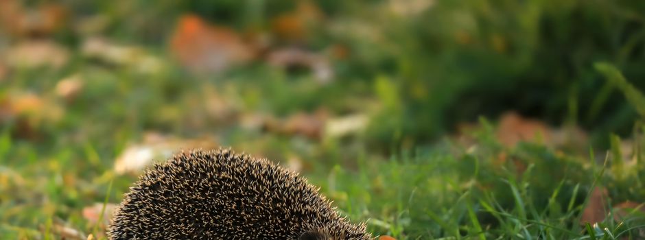 Schutz für Igel und andere Wildtiere: Mähroboter dürfen nachts nicht mehr fahren