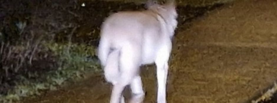 Schäferhund in Brücken