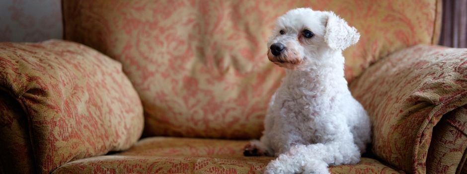 Ausgangssperre: Was Hundebesitzer jetzt wissen sollten