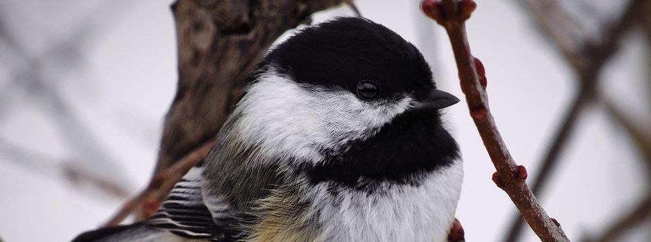 Neue Meisenwohnungen - ab sofort bezugsfertig