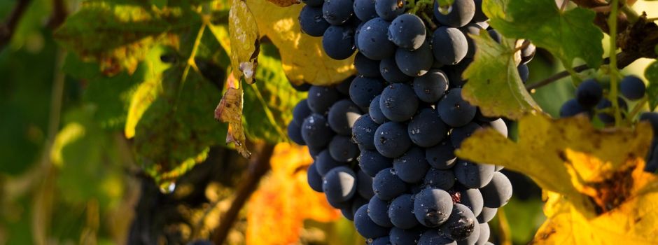 So wird der Wein-Jahrgang 2023 in Rheinhessen