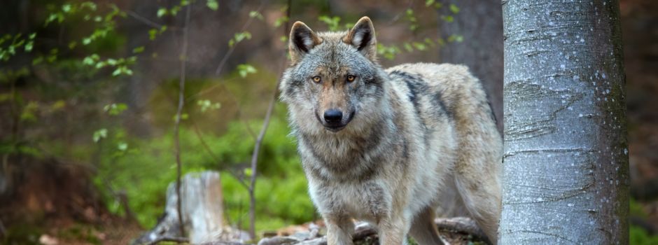 Wolf nicht mehr „streng geschützt“