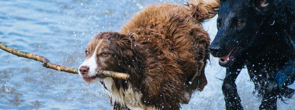 Dogs of Augsburg: 5 Hundeschulen für alle „Felle“!