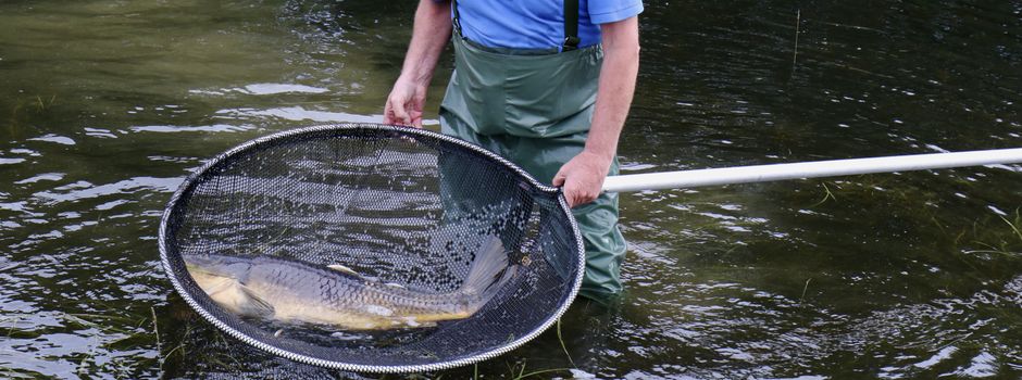 Rettungsaktion: Fischerbrüder befreien Fische aus "Hochwasserfalle"
