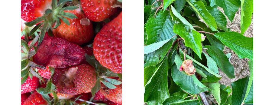 Tonnenweise Ernteausfälle: Mainzer Bauern kritisieren Stadt