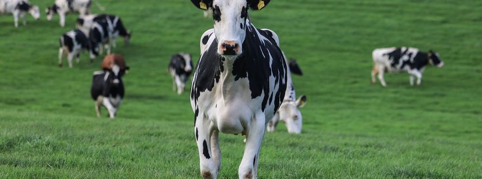 Vogelgrippe bei Rindern - «Euter ist für das Virus ein Huhn»