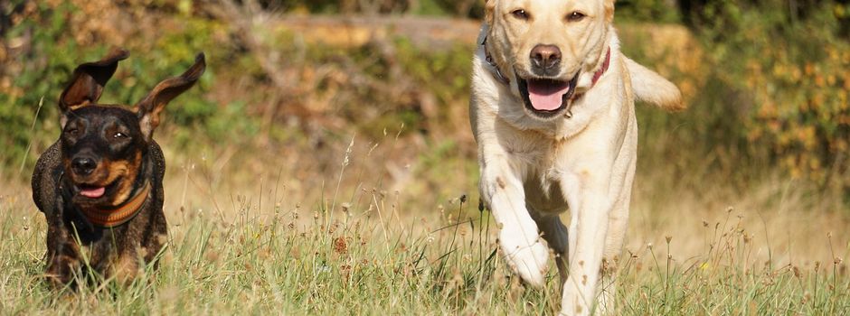 Freilaufende Hunde...
