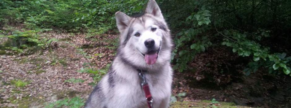 Ristorante da Ninos: Wiesbadener Restaurant verkauft Eis für Hunde