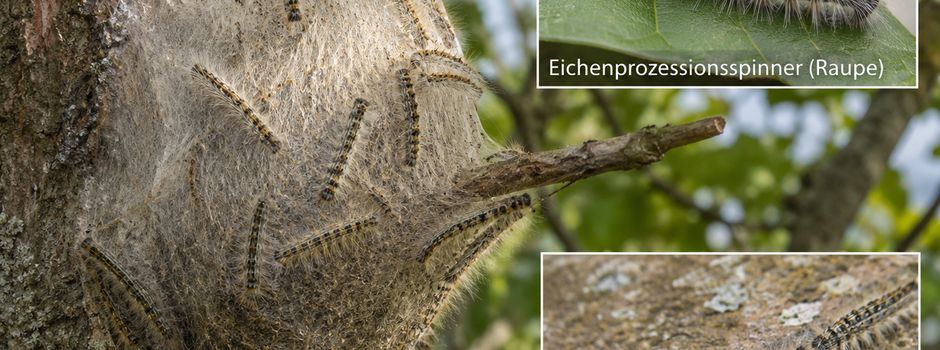 Eichenprozessionsspinner vermehrt entdeckt