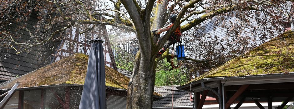 100-jährige Blutbuche im Koblenzer Weindorf gefällt