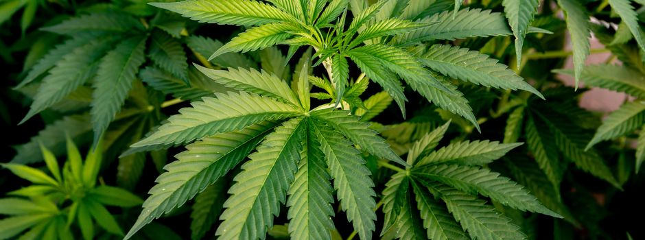 Cannabispflanzen beschlagnahmt