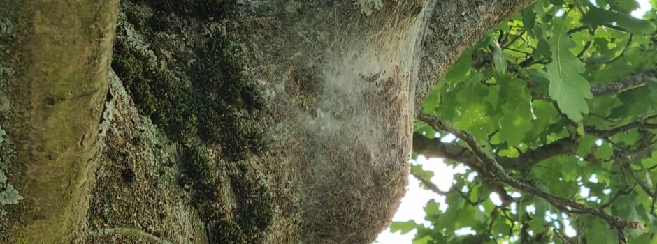 Achtung: Eichenprozessionsspinner!