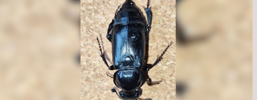 Forscherin entdeckt vom Aussterben bedrohte Käferart in Rheinhessen