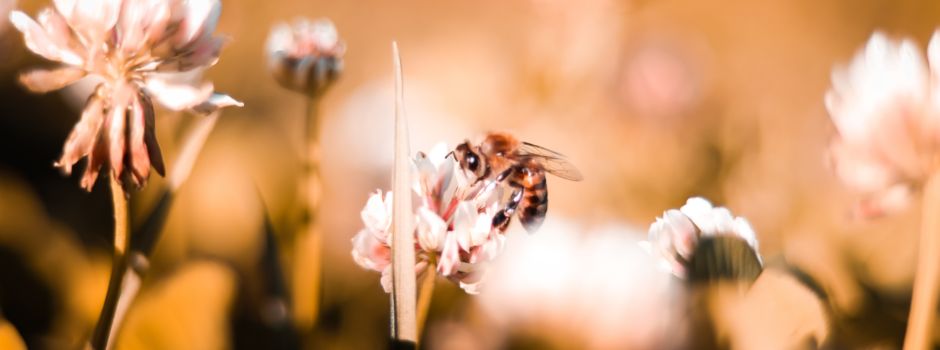 Pate der Augsburger Bienenweide werden und selbst Bienen retten