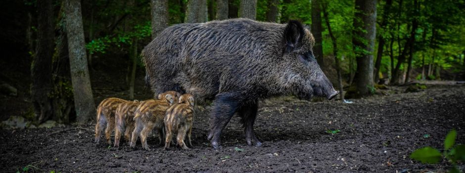 Wurfzeit erfordert besondere Vorsicht