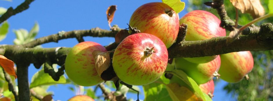 Kühkopf Kelterfest 2018 am 16. September auf dem Hofgut Guntershausen/Kühkopf