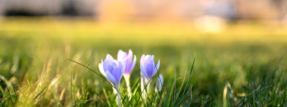 Der Frühling kommt!