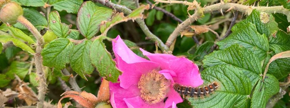 Gemeinsam für Natur und Gesundheit