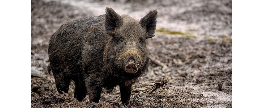 Ein Jahr Schweinepest: Eine angespannte Bilanz