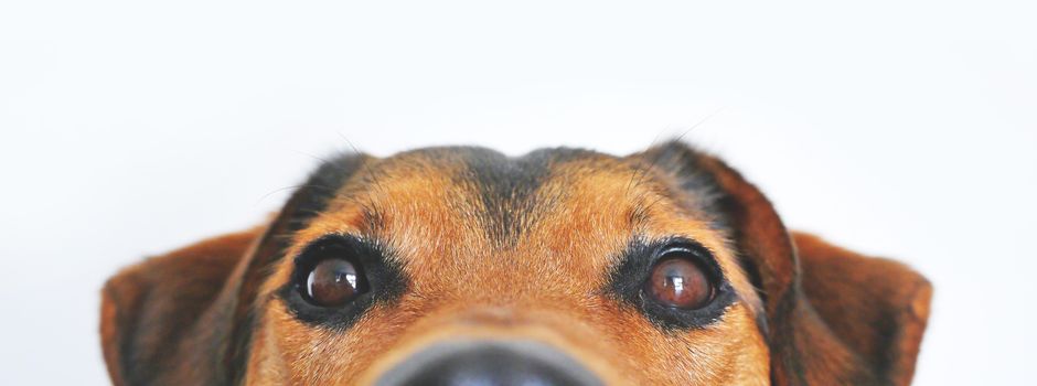 Anmeldung von Hunden