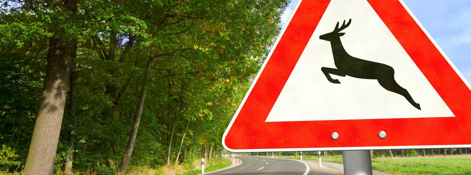 Motorradfahrer bei Wildunfall verletzt