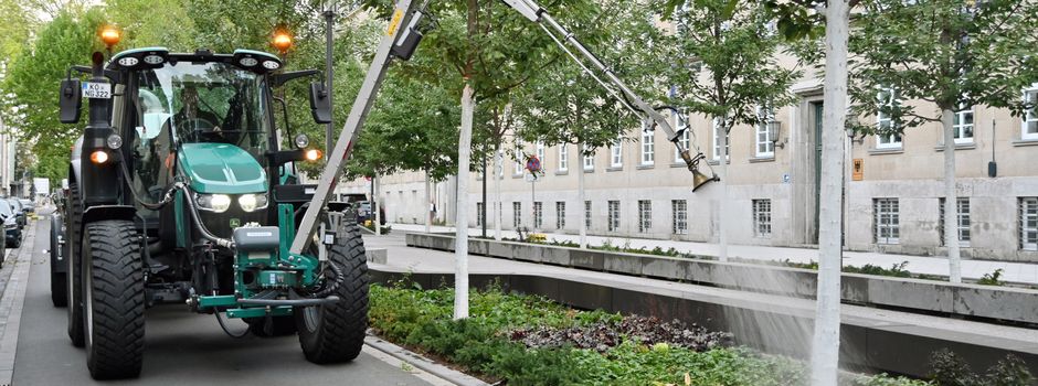 Extremsommer in Koblenz: So sehr leiden die Bäume in der Stadt