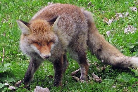 Hinweis zu Staupe-Infektionen bei Füchsen