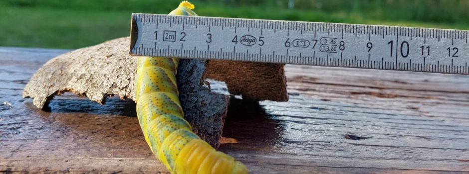 Afrikanische Riesen-Raupe in Brock gefunden