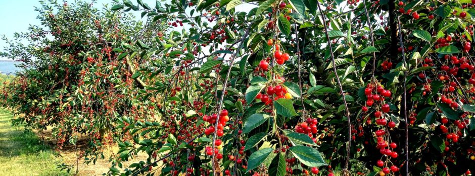 Zivilstreife erwischt Obstdiebin auf frischer Tat