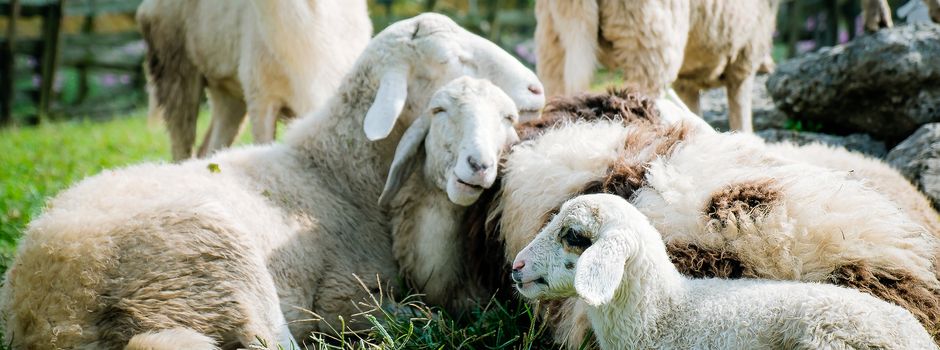 Mehrere Schafe von Grundstück gestohlen