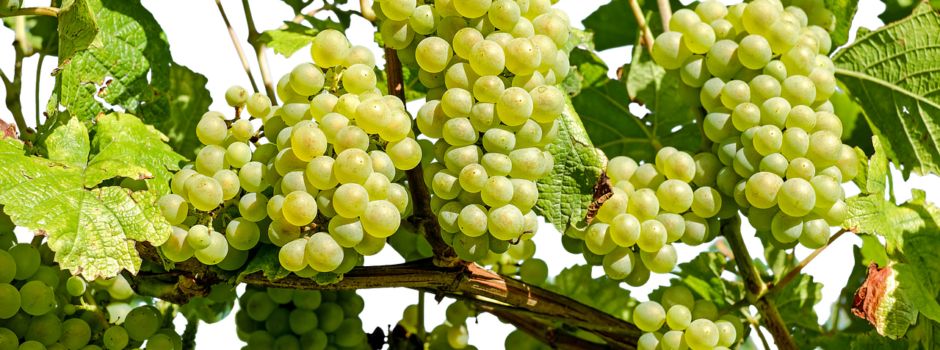 Weinfest in Niederems: Genuss und Geselligkeit