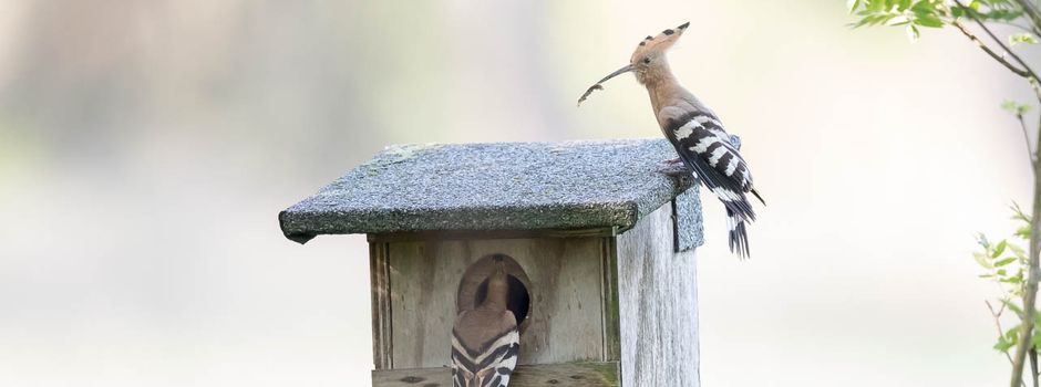 Landesweite Wiedehopf-Erfassung im Naturschutzgebiet – wer macht mit?