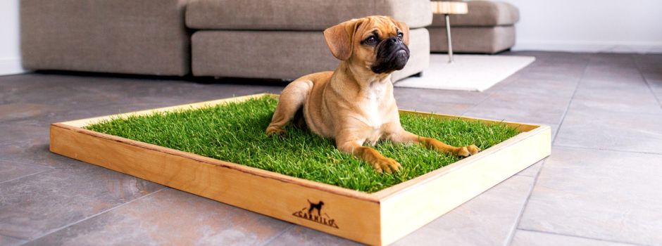 Das erste Hundeklo aus echtem Rasen von CARNILO aus Niederkassel