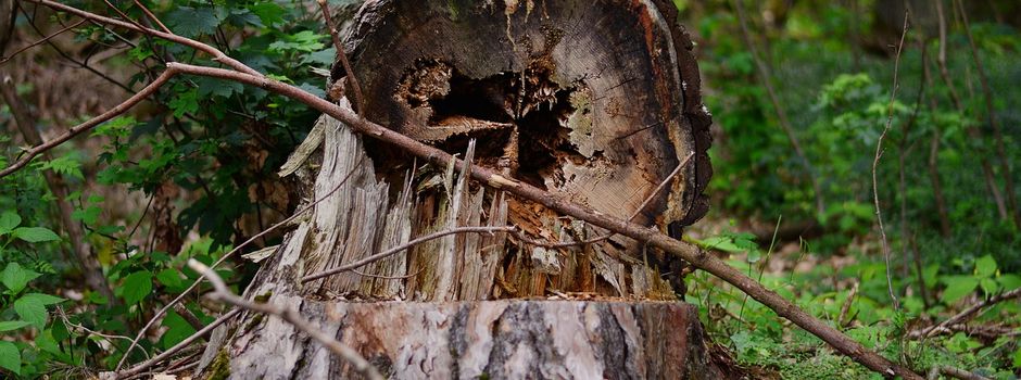 Zwei Wanderwege am Ringweg vorübergehend gesperrt