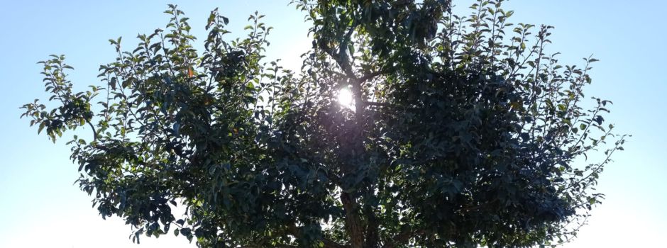 Hitzewelle im Anflug auf Rheinhessen?