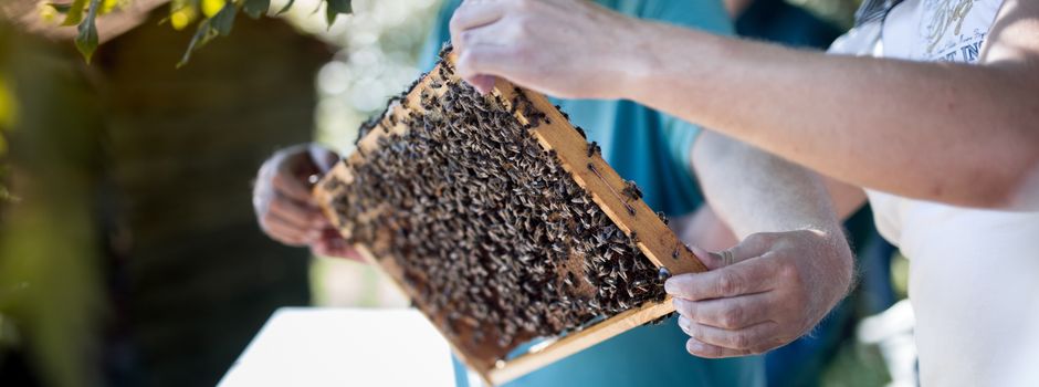 Naturnahes Imkern lernen