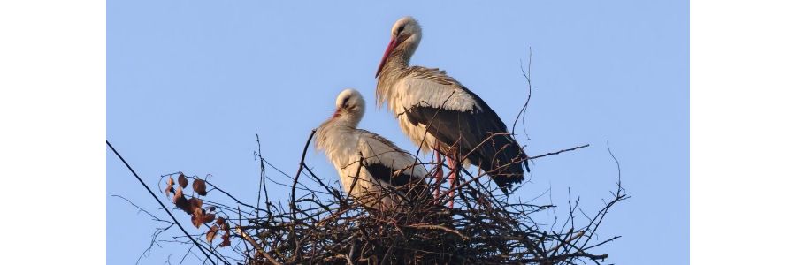 Weißstörche halten Einzug in Moorbrink