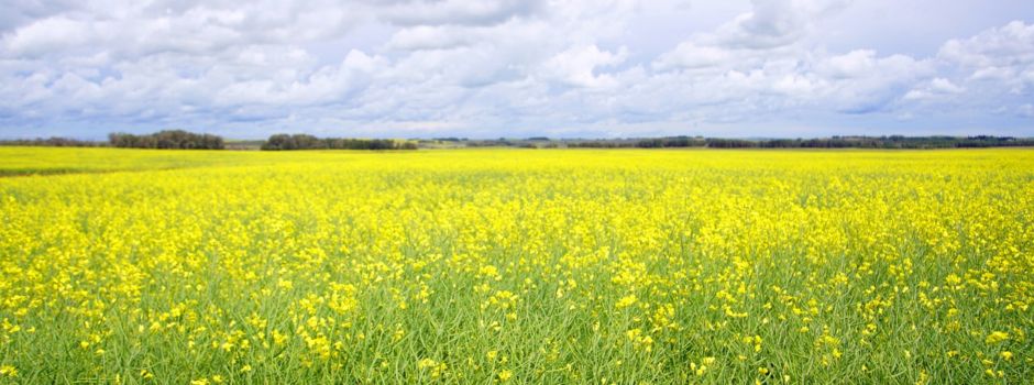 Wanderwege in der Lewitz
