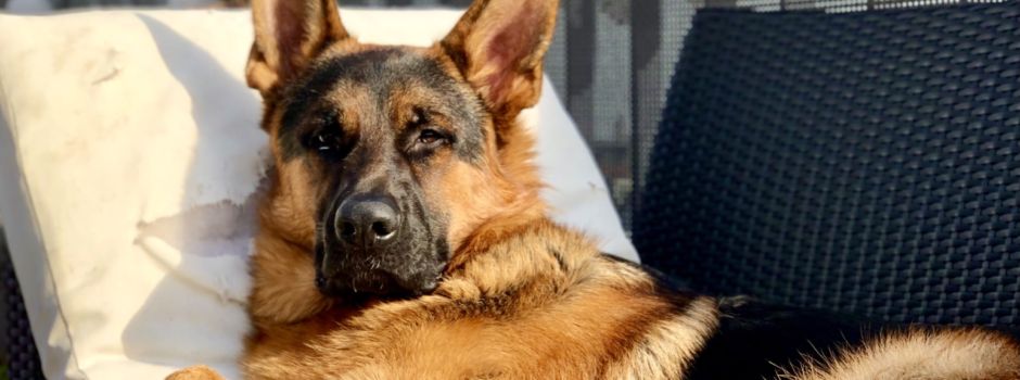 Welthundetag: Die schönsten Tiere aus Mainz