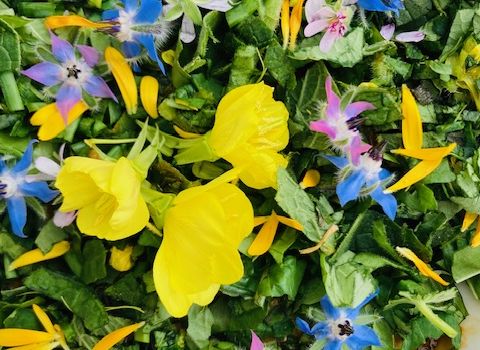 Essbare Wildpflanzen