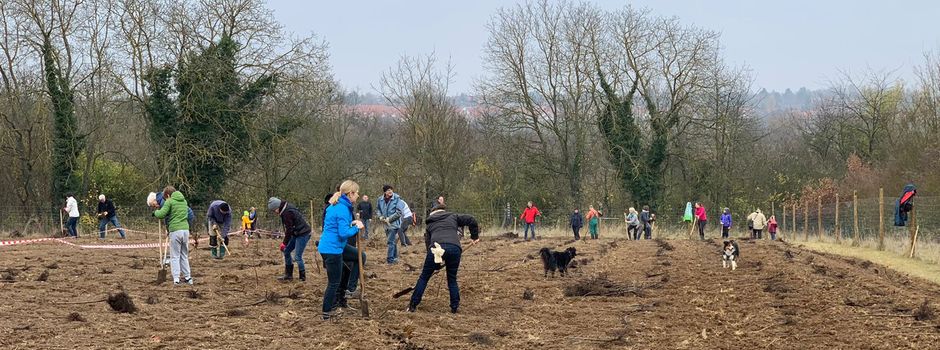 Ehrenamtliche pflanzen über 3000 Bäume
