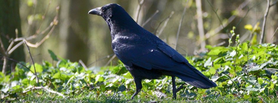Unterwegs im Revier von Wolf und Rabe