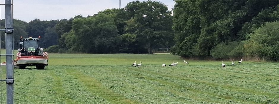 Zehn Störche und ein Abschied Richtung Süden