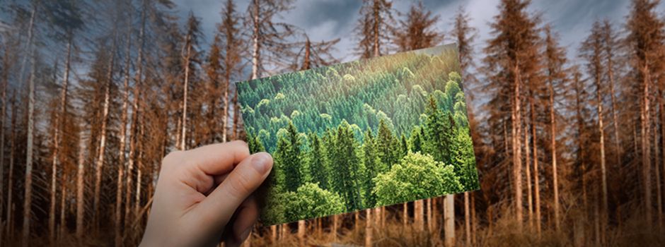 Mit Crowdinvesting in Solarenergie aktiv zur Nachhaltigkeitswende beitragen