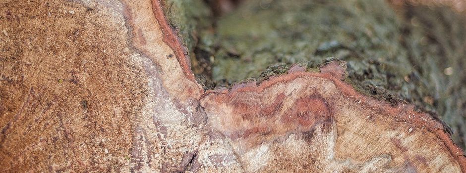 Baumfällarbeiten an der Empelder Straße