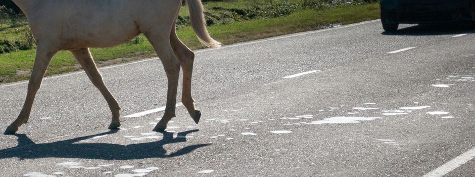 Unfall: Pferd verendet, Esel leicht verletzt